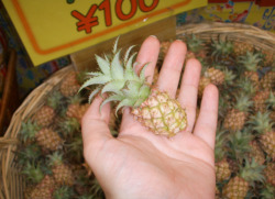 misshealthgeek:  excuse me little pineapple how the hell do i eat you and feel full!?