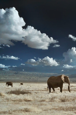  » Elephants in Infrared | Mount Kilimanjaro