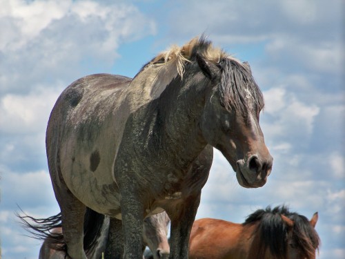 Here are the herd stallions. From top to bottom:Dom. He produced two foals this year (Sakari and an 