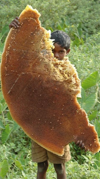 mahakobees:MahakBees - Massive chunk of wild honeycomb Photo by Tarsh and Tariq Thekaekara