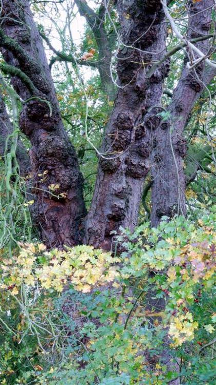 Tree Spirit.I parked up my car, poured myself acoffee, looked out the window and there was a tree sp