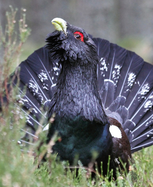 The capercaillie is a grouse found throughout Europe and Asia. Males have an impressive courtship di