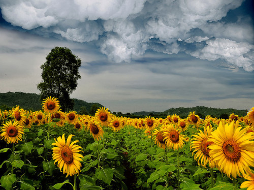 ~ The Sunflower Field ~ by Peem (pattpoom) on Flickr.