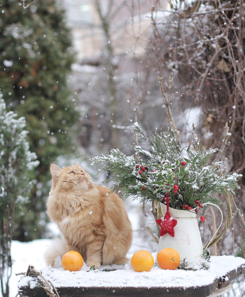 milascioandare:jettysveta: Christmas kitty