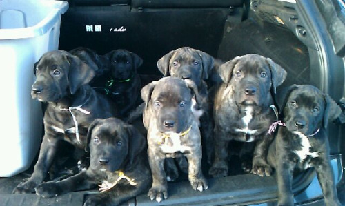 Impresa Kennels&rsquo; 2013 litter!