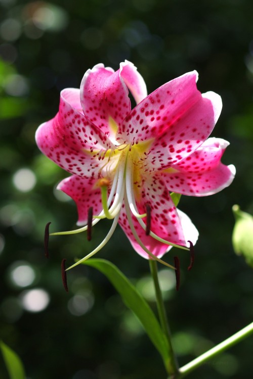 uyamt: 鹿の子百合（かのこゆり）  Speciosum lily (Lilium speciosum)