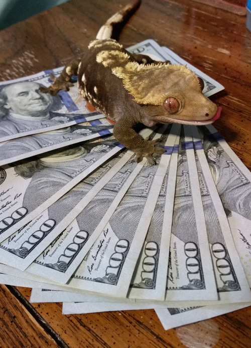 startrekrenegades: linaevelovesyou: money lizard, reblog for good lick #delling? 