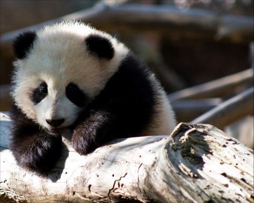 Porn umq:  Baby Panda \ Brynce Hansen photos