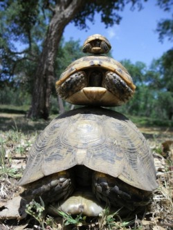 animals-riding-animals:  tortoise riding tortoise riding tortoise