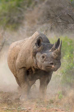 animalkingd0m:  Black Rhino by Brendon