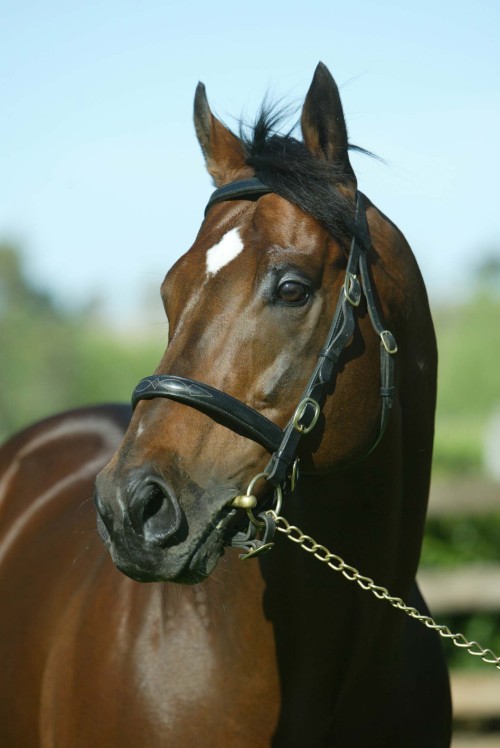 racinglegends:  Coolmore Stud’s Danehill Dancer, an underrated sire, has been retired from stud duties at age 21. The stud stated that his “fertility has been declining steadily over the past number of years and he failed to impregnate any mares this