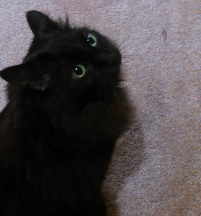 kreugan:  luna aka the unholy offspring of lightning and death itself 