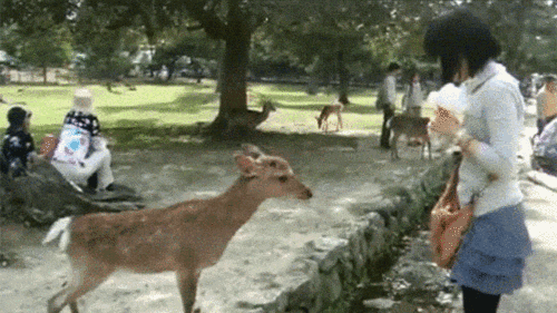 shikarius:  solidsnakesarse:  There is a park at the centre of the ancient Japanese