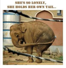 veganmovement2012:  She’s so lonely… Adaptt.org Here’s What’s Wrong With the Circus: The circus is an animal-slavery enterprise. The issue of an animal-oriented circus being abusive is a moot point. In his book The Circus Kings, Henry North Ringling,