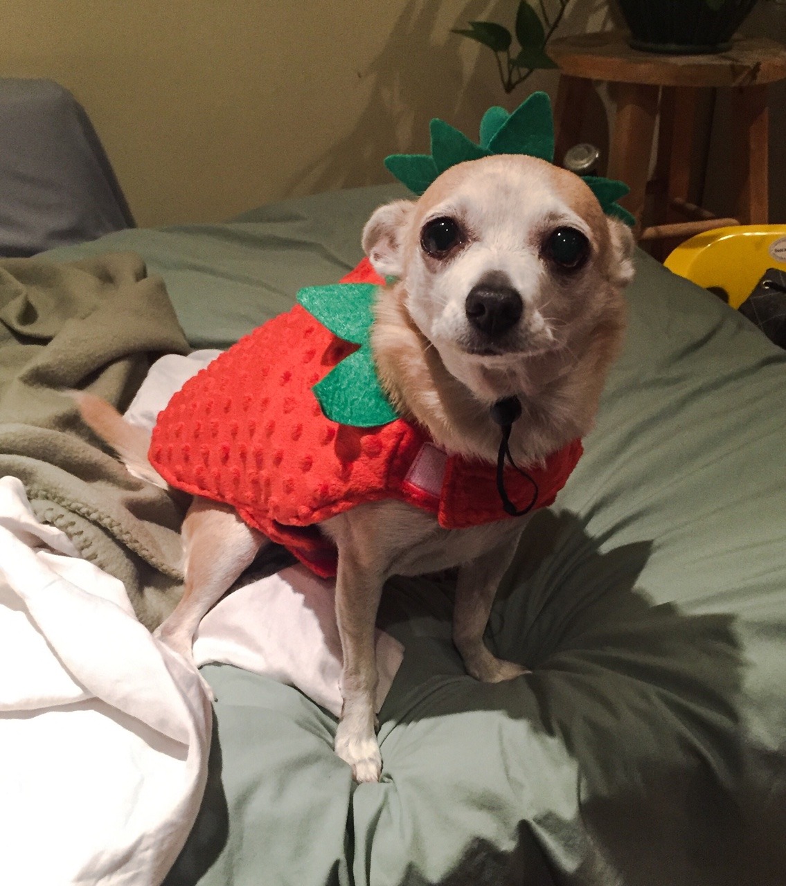 kinda late but happy birthday!!! 🌸 wanted to share Luna, the sweetest chihuahua