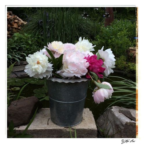 Peonies are beautiful and they smell divine, but concentrated can be a little sickly sweet.. . the