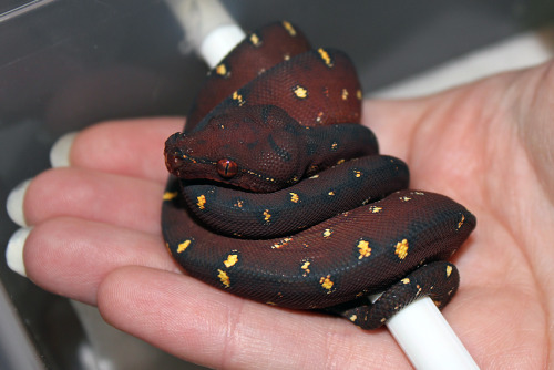 alltailnolegs:  Oh good, Vayu cooled down a little. Enough for a hand comparison. I think(?) s/he’s going into shed.