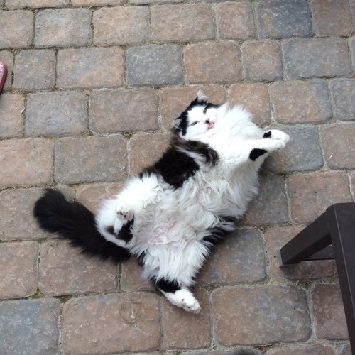 theoreocat: Fluffy belleh. adult photos