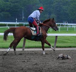 thehorsegodbuilt:  And California Chrome is coming from behind and closing in on Possum!   Lol