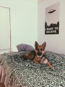 handsomedogs:  Little Luna the German Shepherd 