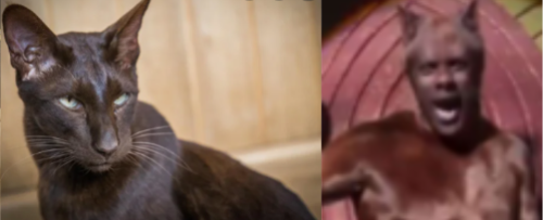Cats 2019 As Real Cats Cause Why Not.part 3 The Toms