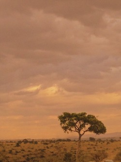 flattablelegs:Nairobi National Park