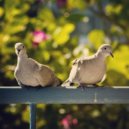 brahimou92:The lover…#pigeon #bird