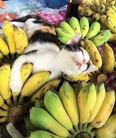 catasters: