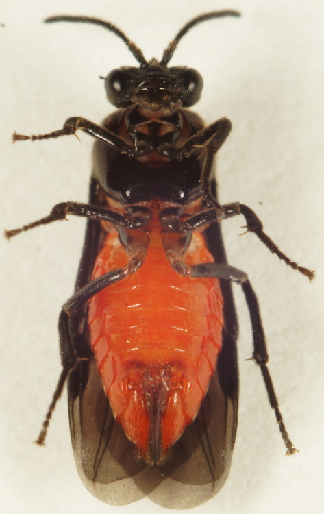 nycbugman:Sphacophilus cellularis