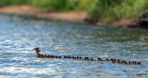 curlicuecal:  bobcatmoran:  Favorite image of the day: A photo taken by Brett Cizek of a common merganser with a massive brood of over 50 ducklings trailing after her. Biologists guess that she picked up at least a couple dozen who got separated from