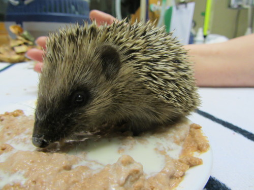 I know it’s not a bird of prey, but I can’t not post these. A little orphaned hoglet who