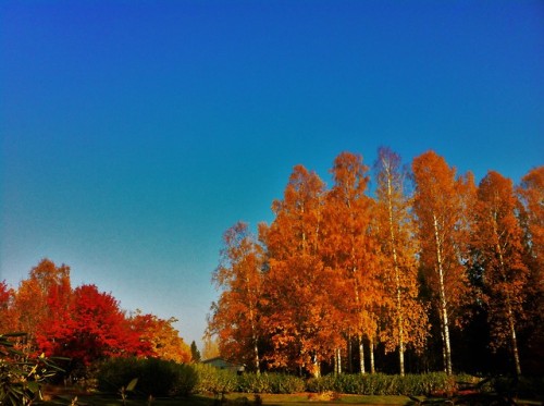 red leaves