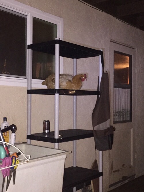 eyelander: fork-a-nature:  fakelaurent: Same energy  