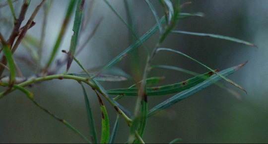 izvletchenie:Terrence Malick, Badlands (1973)