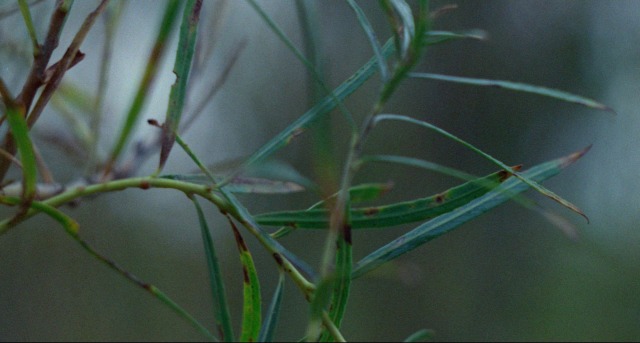 XXX izvletchenie:Terrence Malick, Badlands (1973) photo