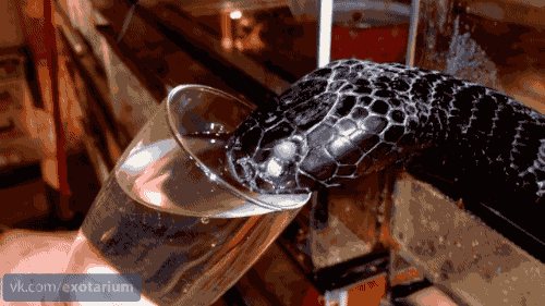 mutamur:gifsboom:cobra drinking water. [video]@terpsikeraunos