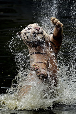 heaven-ly-mind:  Tiger Claws by yudi lim on 500px 