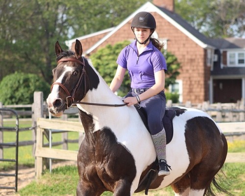 equestrian photography