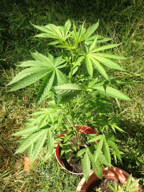 bombbingley: This little girl has grown so much in 2 months. I can’t wait to smoke her!