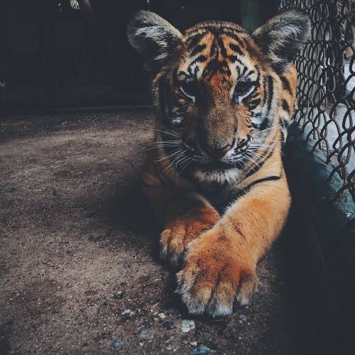 envyavenue:  Ready to Pounce.   Photographer: Paula Borowska. 