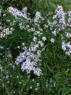 blewm:  weird purple flowers ive never seen