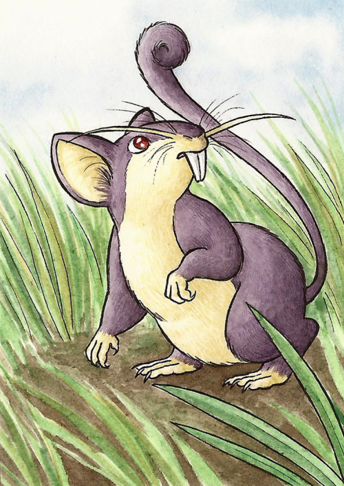My Ideal Childhood Pet Returns In Colour! Raticate Is Still One Of My Favourite Pokmon From Gen 1. Its