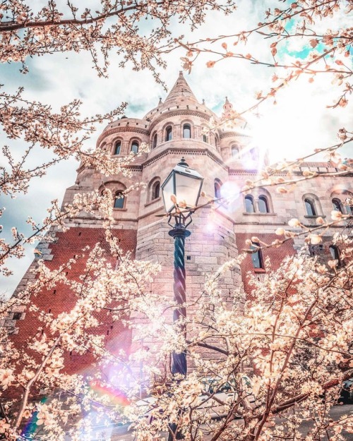 floralls:Spring in Budapest by Hegyi Benjamin