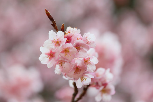 満開の寒桜 by cate♪ on Flickr.