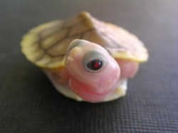 pumpkinchemicals:  albino baby turtle