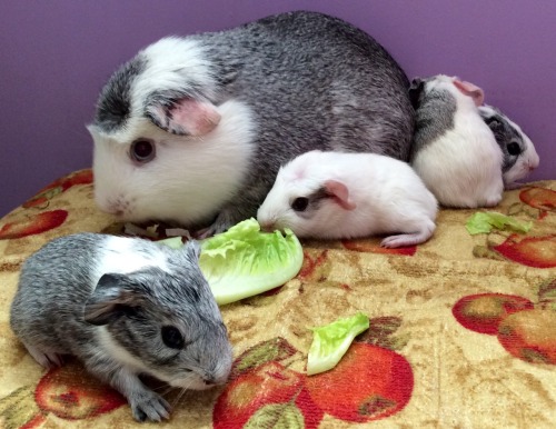 cherishedcavies: Birth Announcement . Bella had her babies today. Four beautiful little pigs. Three 