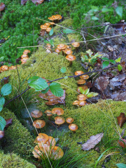 Honey fungi….