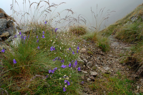 Blumen und Tautropfen by Elena Wymann