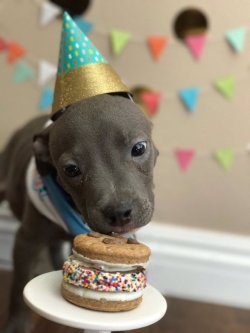 weheartdogs: Pictures from Bleu’s adoption party!
