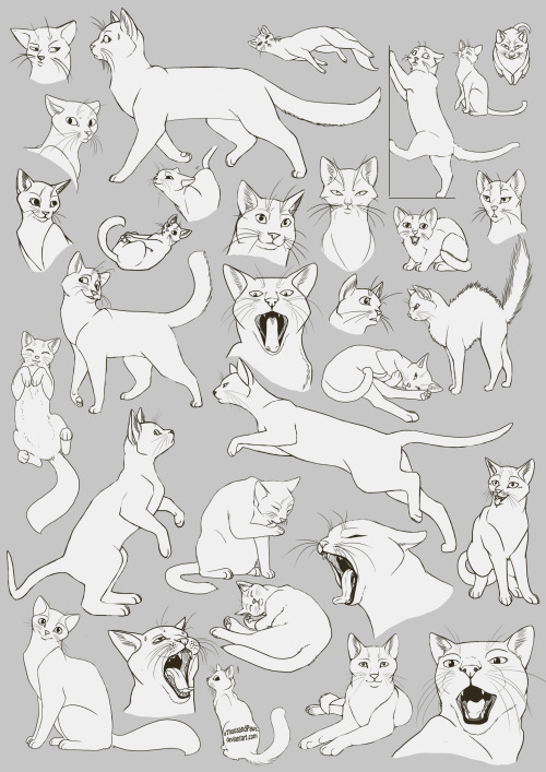 amorpha-system:  anatomicalart:  fucktonofanatomyreferences:  A wicked fuck-ton of feline anatomy references.  1 2 3 4 5 6 7 8 9 10  Really really useful for anyone who wants to draw cats!